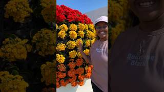 #flowerfarm #expodoha2023 #flowers #flowerfestival #doha #qatar #ytshorts #youtubeshorts