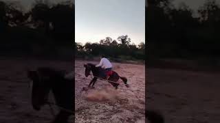 horse trening video 🐎