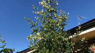 CORAL JASMINE PLANT - Parijatham,பவழமல்லி,Nyctanthes arbor-tristis