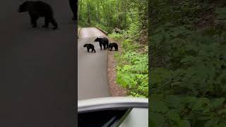 Bears, Roaring Fork Motor Nature Trail, Gatlinburg TN