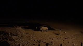 Rhino at Moringa waterhole