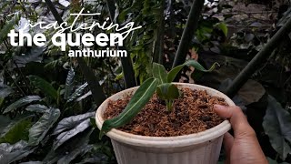 Mastering the Anthurium warocqueanum | Care, History, and Propagation Tips