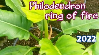 PHILODENDRON ring of FIRE 2022