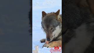 Snowy Serenity: Majestic Wolf Enjoying a Winter Snack