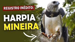 HARPIA é ENCONTRADA EM MINAS GERAIS!