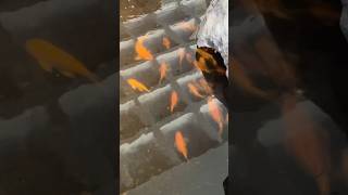 Fish in pond# Golden beautiful fishes video#