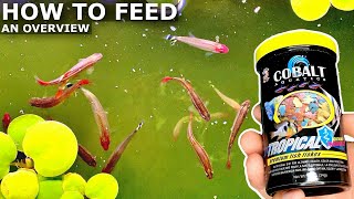 How to Feed Aquarium Fish | How Much, How Often, and Fasting