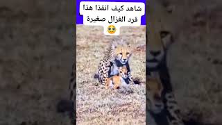 سبحان الله العظيم