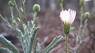 2 weeks in the life of a CA aster flower time lapse