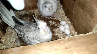 Cockatiels have Laid Eggs || Parrotlets have Bred || All About Pets (Hindi)