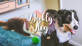 MY DOG HAS MEGAESOPHAGUS 🐕 | WEEKLY VLOG #9