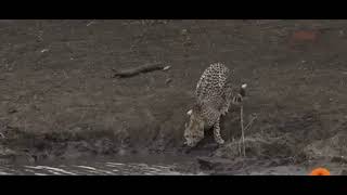 Crocodile hunting cheetah