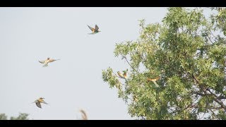 ARBRE à GUÊPIERS d'Europe