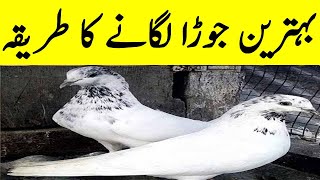 Kabootar Ka Jora Lagane ka Tarika in urdu hindi