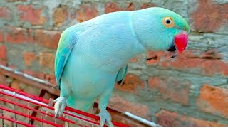 Blue kiwi parrot chirping parrot natural sound🔊🦜😍