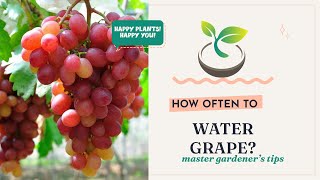 🍇🍀 Master Gardener's Tips: How Often to Water Grape?