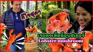 เจอป่าเห็ดล็อบสเตอร์ เยอะเต็มไปหมด lobster mushroom at WA