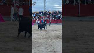 AL QUIEBRO CON LA CHAQUETA A ESTE TORO DEL VELLOSINO!! #viralshorts #toros #torospopulares