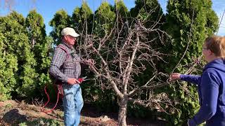 Pruning a blooming tree