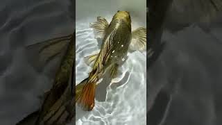 Water Ballet, please enjoy! #looking for the most beautiful koi #ornamental fish #fish kuaishou