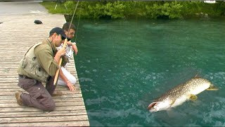 Pecanje štuke, smuđa, šarana na jezeru Bled u Sloveniji | Fishing pike, zander and carp in Slovenia