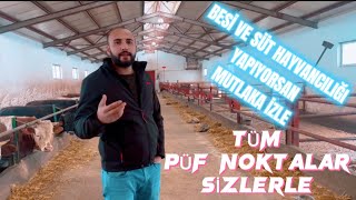 BİTKİ BESLEMEKTEN DAHA KOLAY/ BESİ VE SÜT HAYVANI NASIL BESLENİR