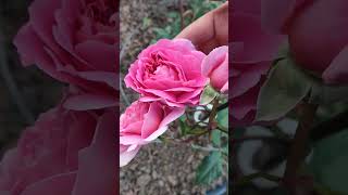 японские розы Французское платье (Robe a la francaise) ,и Принцесса Сакура #flowers #garden