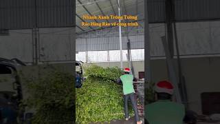 Nhánh Cây Xanh làm Hàng Rào, Tường Rào về công trình #nhánh_xanh #cayxanh #hangrao #tuongrao