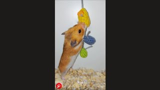 Hamster Challenge Eating Carrot Wool Colorful Eggs🐹🧶