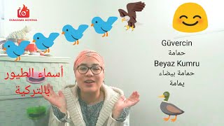 أسماء الطيور باللغة التركية - Kuşlar - مصطلحات الطيور بالتركية - سلسلة تعلم اللغة التركية من الصفر