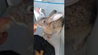 rabbit eating apples.🐇🐇🐇😋#rabbit #bunny #cute #animals #trending #pets #youtubeshorts