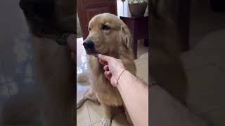 golden retriever | latihan