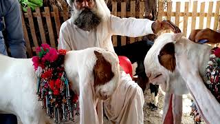 Junior king and sarsabz with mangal Khan bugti. Detail in description.