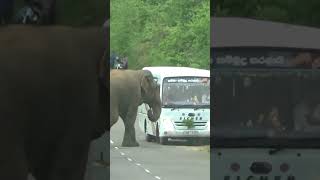 A wild elephant is looking for food by attacking the vehicle traveling on the highway🚙😮😮🦣#elephant