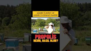 Propolis nedir, arılar nasıl yapar? #shortsvideo