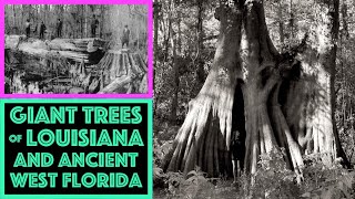 Giant Trees Of Louisiana & Ancient West FL *GRAPHIC FOOTAGE*