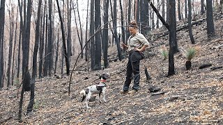 Detector Dogs Find Koalas Surviving in Burnt Out Forest