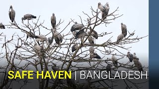 Growing a safe haven for birds in Bangladesh