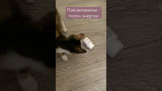 Любимая игрушка у кошки. Но очень шумная  🐈❤️🥳 #пушистыедрузья