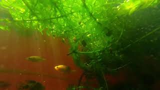 goodeids fish swiming in the first morning rays  (april 2 2020) , outside tub/aquarium