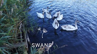 Лебеді 🦢 /SWANS 🦢 Ukraine ♥️ ротецький ставок,Біла Церква