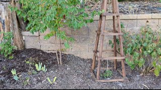 Overgrown garden bed Part 2 l Glimpse of tree border project