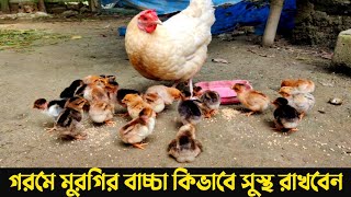 গরমে মুরগির বাচ্চা কিভাবে সুস্থ রাখবেন || মুরগির বাচ্চা পালন পদ্ধতি || Nur Bhai