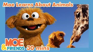 Moe Explores Animals | Monkeys, Pigs, Giraffes, Zebras, Rhinos + More