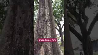 vlog na praça de Casa Forte. #vlog #viral #myvlog #meuprimeirovlog #praçadecasaforte #Brasil