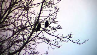 BIG BIRDS IN THE STORM