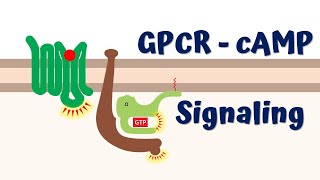 GPCR cAMP signaling || Second messenger cAMP || 4K Animation