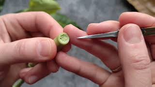 Создание красивого среза на ветке магнолии. ( Creating a beautiful cut on a magnolia branch.)