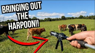 How To Use The MasterJect Harpoon Gun And Time To Check Our MAIZE Crop!!