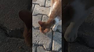 çocuklar kediye bisküvi vermek istedi. #kedi #cats